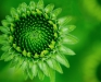 Jim Turner, Echinacea Bud