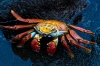 Jim Turner, Sally  Lightfoot Crab