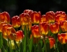 Louise McLaughlin, Tulips