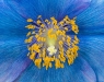 Jim Turner, Blue Poppy