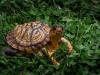 Loretta Argrett, Pierce Mill Tortoise