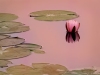 Second Place ~ David Blass ~ Pink Lily