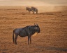 Honorable Mention ~ Karen Finkelman ~ Sunlit Serengeti