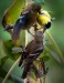 Honorable Mention ~ Dan Gottlieb ~ Goldfinches at the buffet