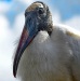 Third Place ~ Bruce Schaefer ~ Lookin' at You