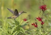 Michael Tran ~ Hungry Hummingbird