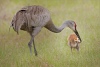 Michael Tran ~ Sandhill Crane Feeding