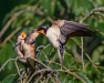 Kim Keller ~ Barn Swallows