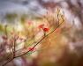 Will Rabinovich ~ Dogwood in Spring