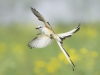 Advanced ~ My Phuong Nguyen ~ Catching Bee