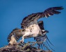 Novice - Ilona Linnoila - Mother Osprey Takes off