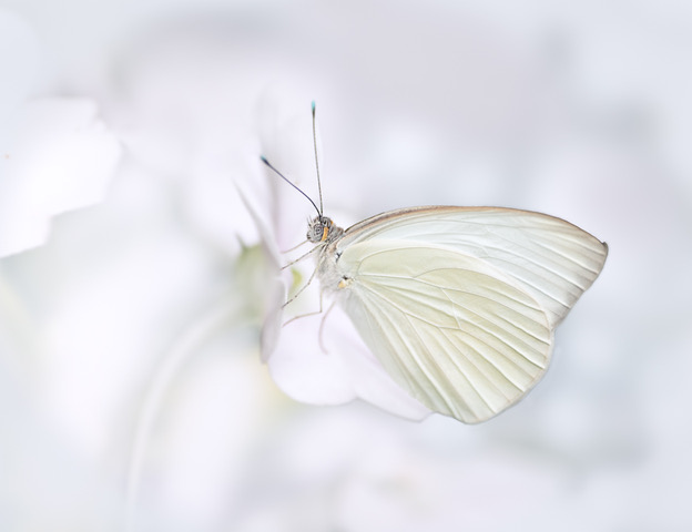 David Terao ~ Great Southern White