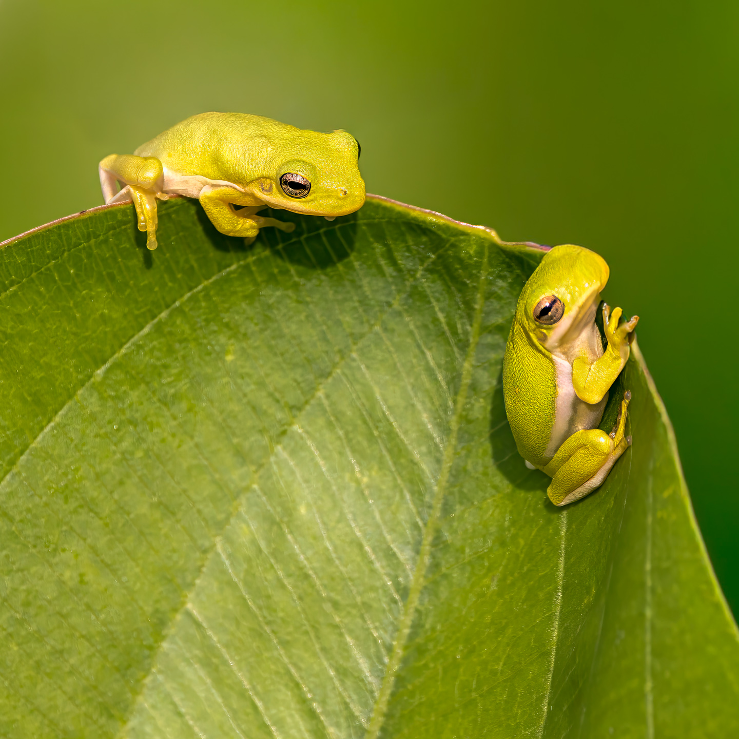 Karen Finkelman ~ Leaf Buddies