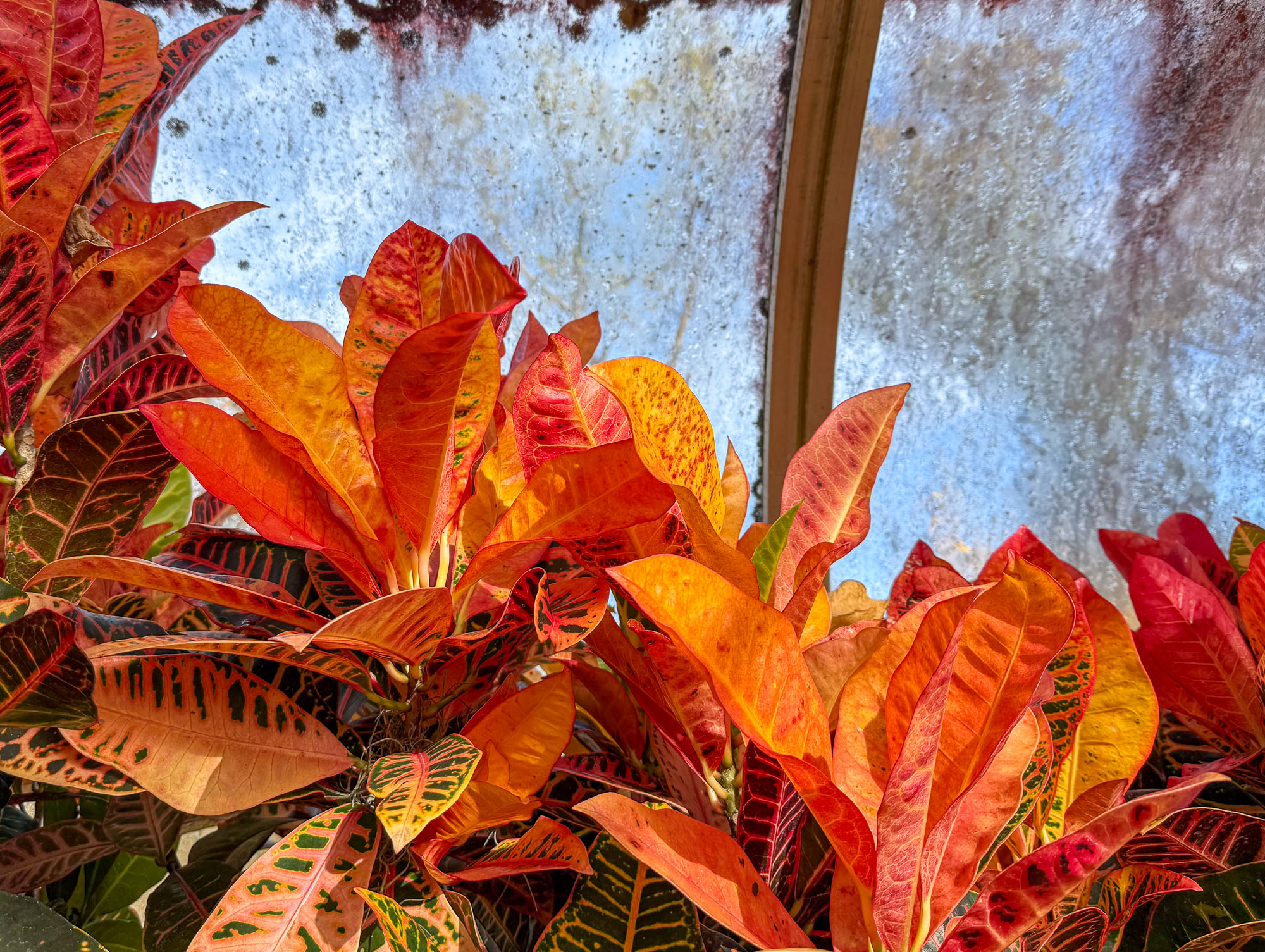 Sherm Edwards ~ Hillwood Greenhouse
