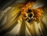 Lisa Auerbach ~ bee on flower