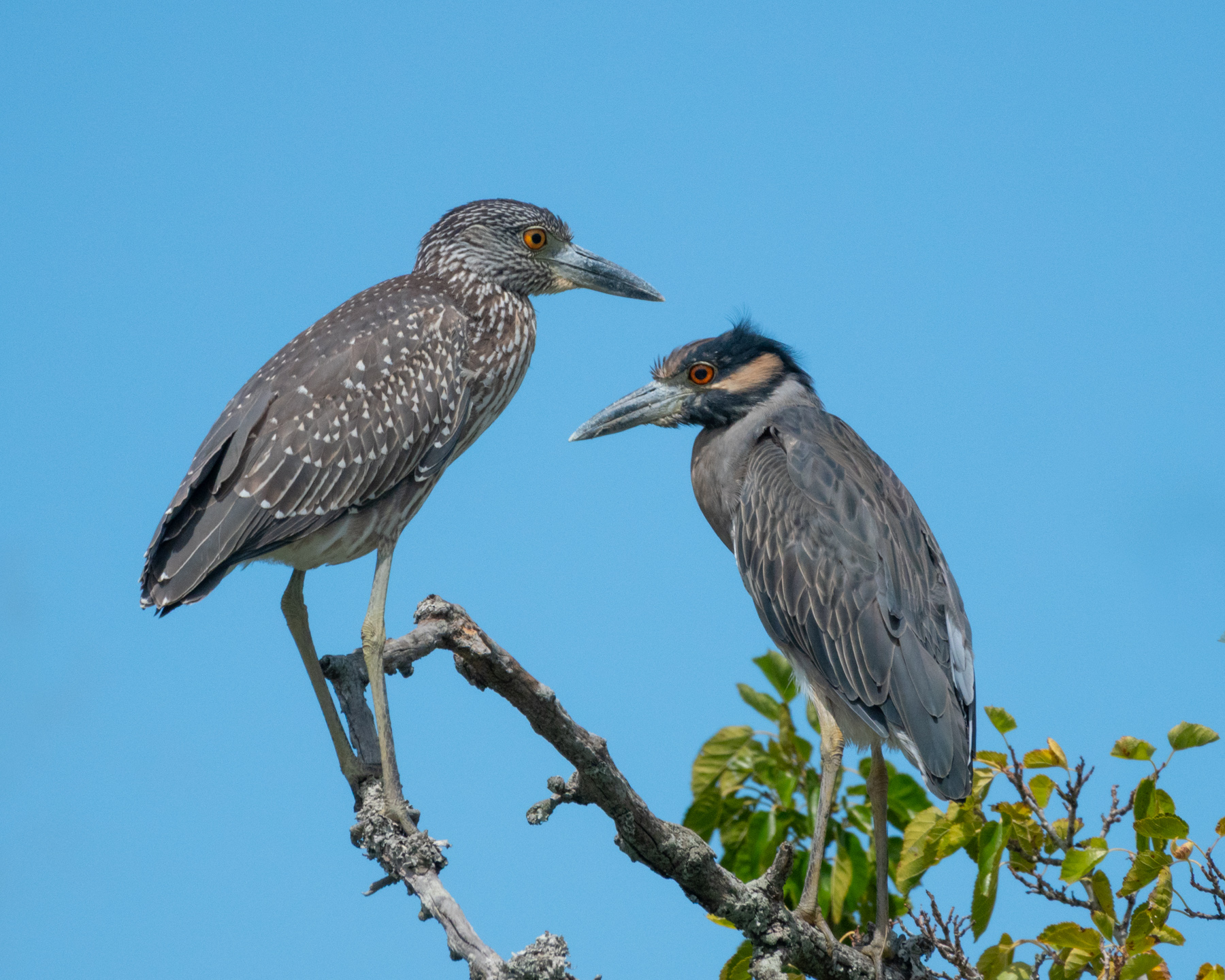 Tanya Riseman ~ Teen and Parent Yellow-Crowned Night Herons