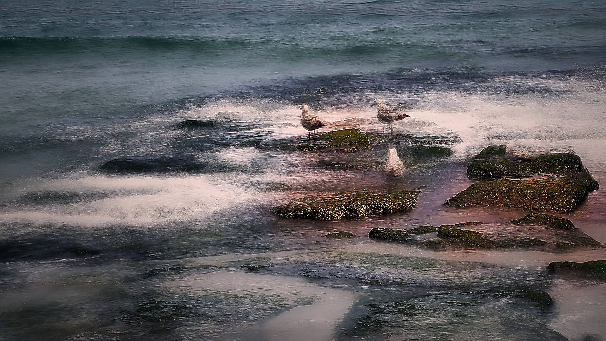 Thomas Allen ~ Gulls on the Rocks