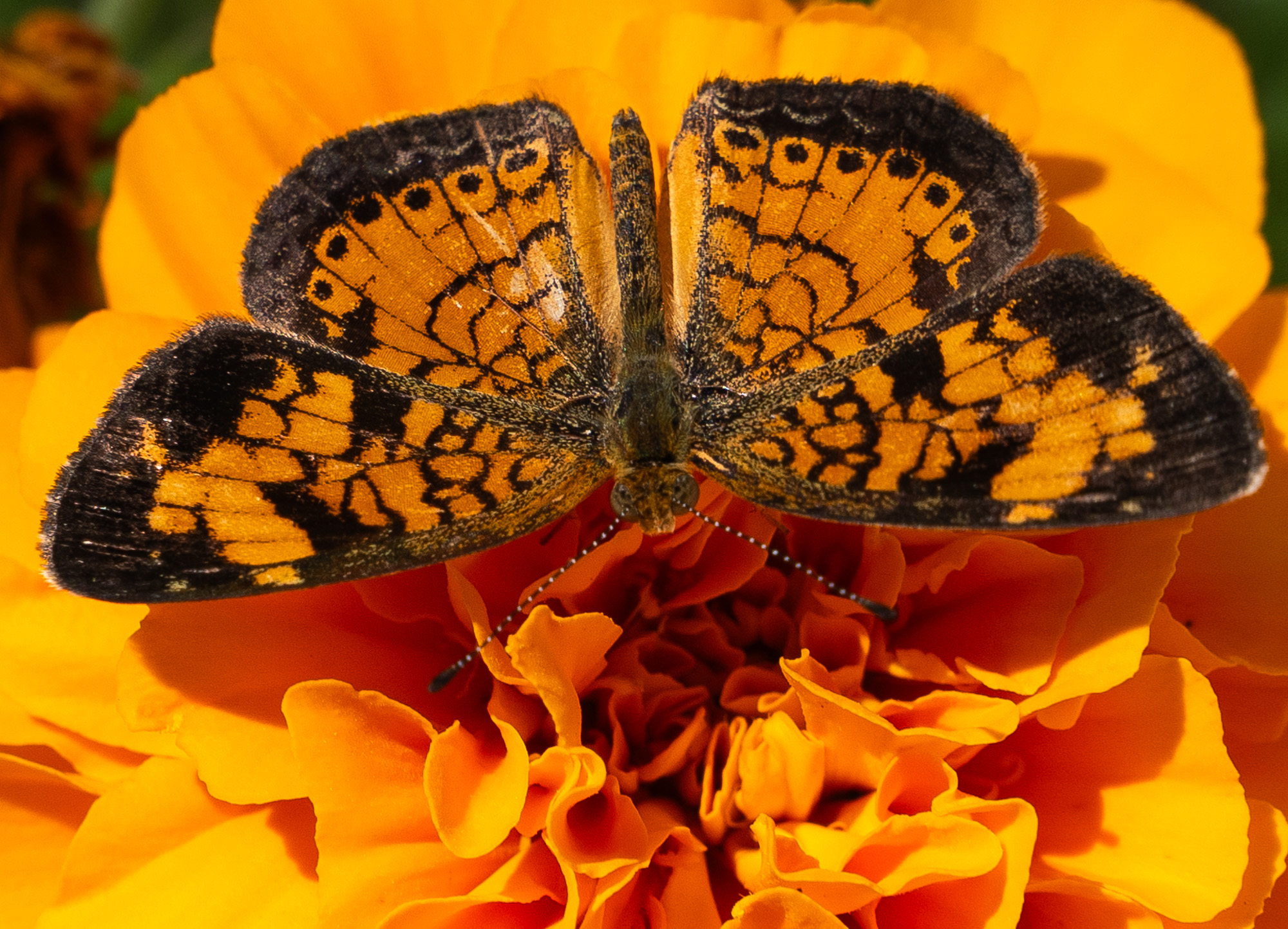 Cathy Faughnan ~ Harvestmoth
