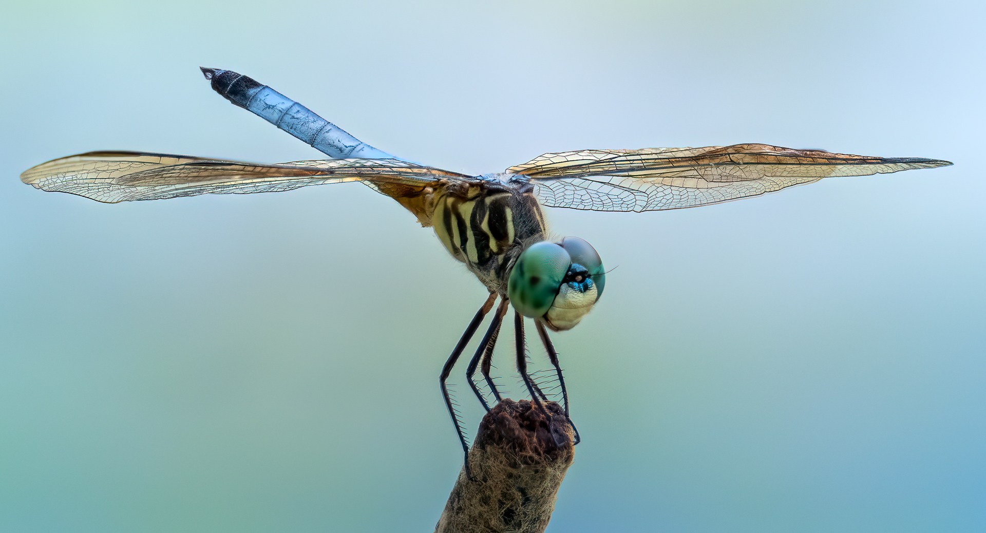 David Terao ~ Dragonfly