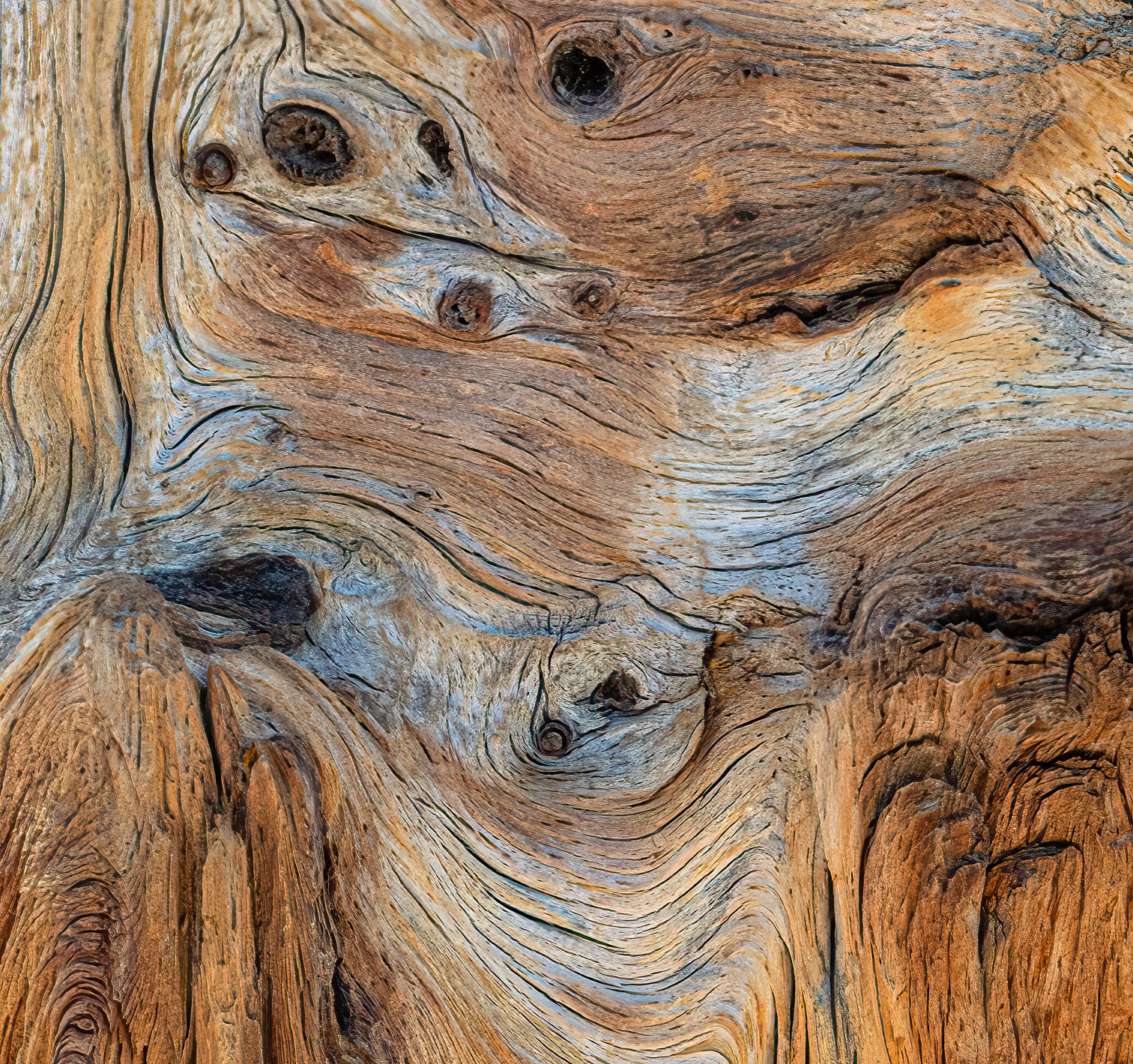 Karen Finkelman ~ Barkitecture