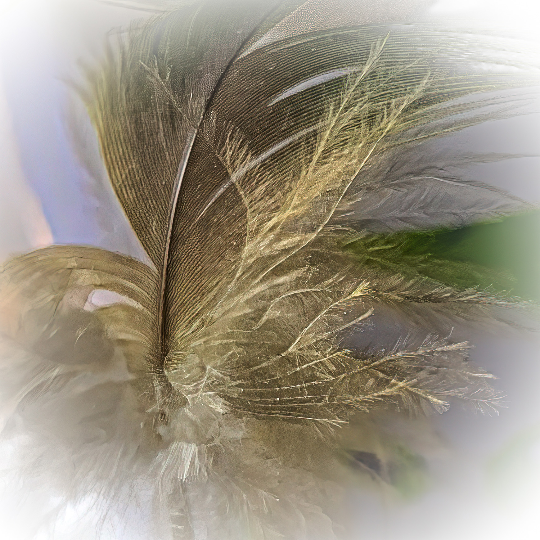 Ilona Linnoila ~ Feather
