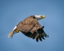 Dave Powell, Nice Catch