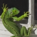 Loretta Argrett, Iguana