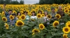 Genie Sachs, Celebrating Sunflowers