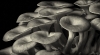 Ron Freudenheim, Oyster Mushrooms