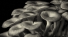 Ron Freudenheim, Oyster Mushrooms