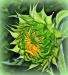 Alex Rasputnis, Sunflower