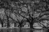 Larry Gold ~ Live Oaks at City Park