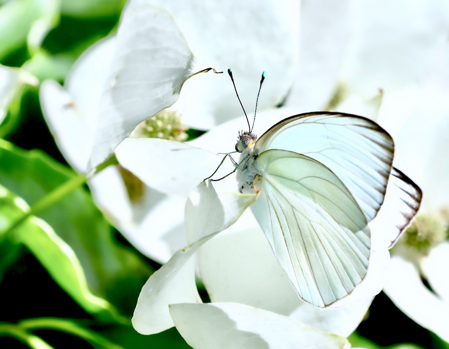 Anne Golfer ~ White on White