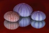 Beth Koller ~ Not Like Three Peas in a Pod v2