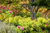 Sherm Edwards ~ Kingsbrae Perennials