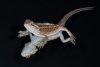 Beth Koller ~ No Need for a Shave for this Bearded Dragon