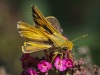 Kent Morris ~ Zabulon Skipper