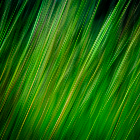 Casavant, Scott ~ Dreams of a Grassy Field
