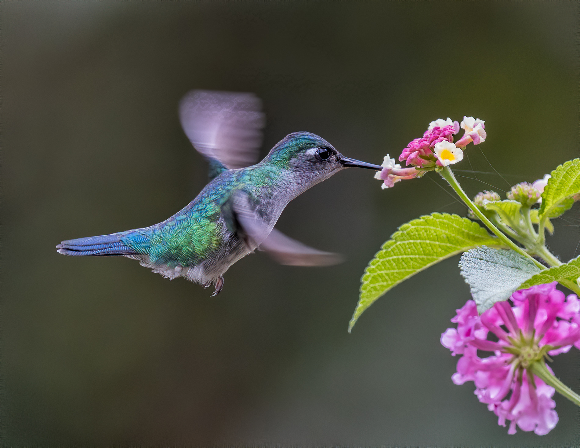 Kates, Wendy ~ Savoring Nectar