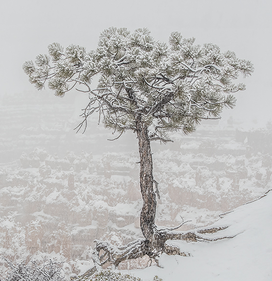 Koller, Beth ~ Bryce Tree On Edge