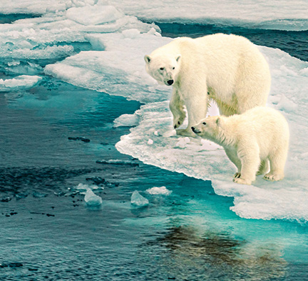 Linnoila, Ilona ~ Mother and Cub by Icy Waters