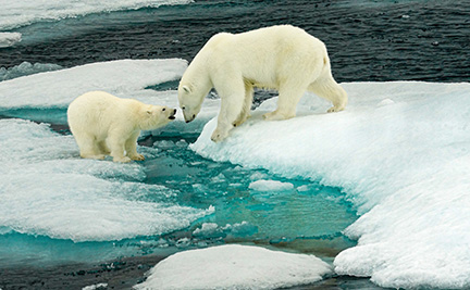 Linnoila, Ilona ~ Polar Cub Talks to Mom