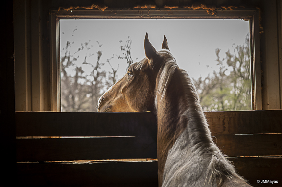 Mayas, Jean-Marie ~ Horse