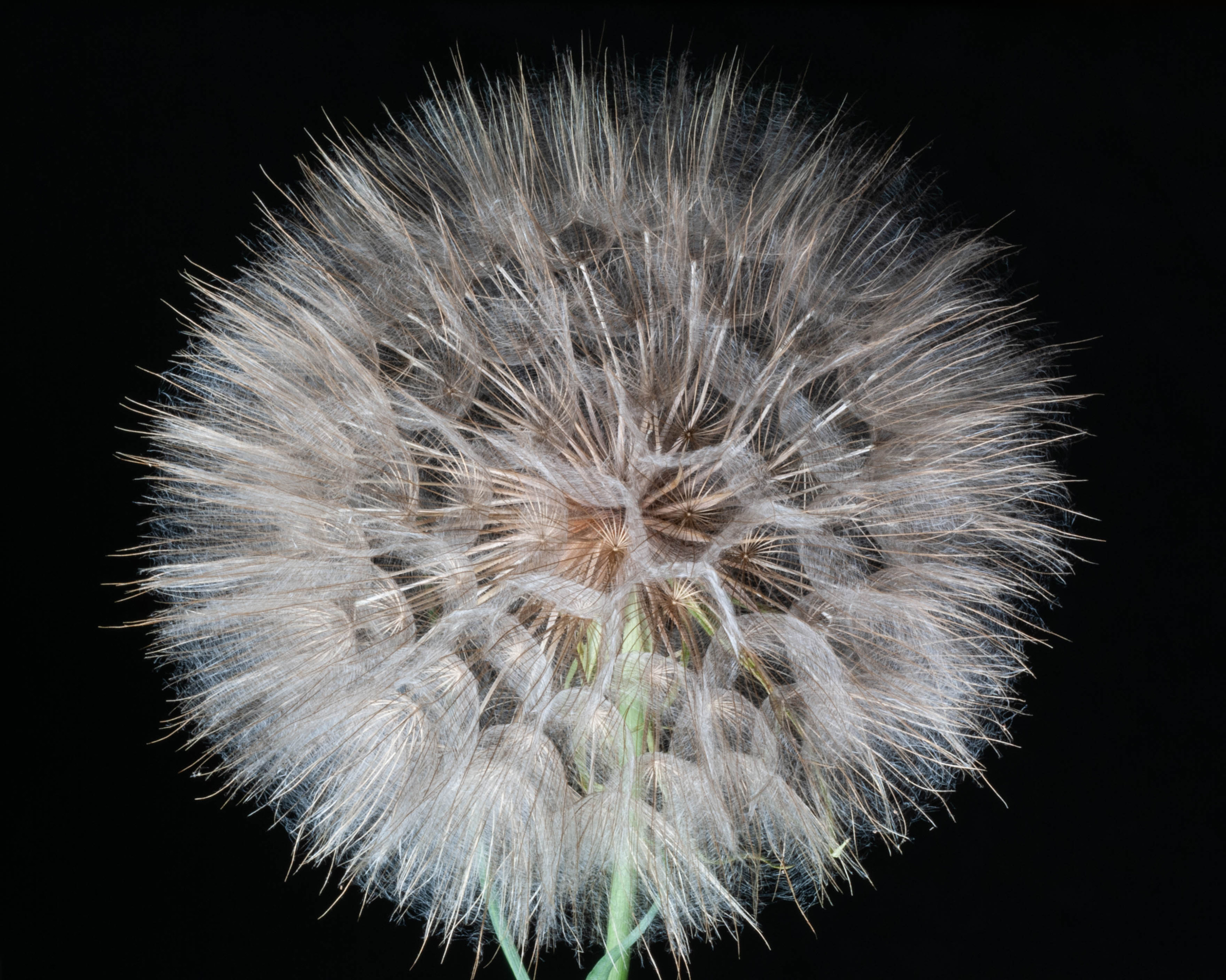 Sanders, Diane ~ Salsify