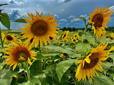Struck, Miriam ~ Maryland Sunflowers Before the Storm 2