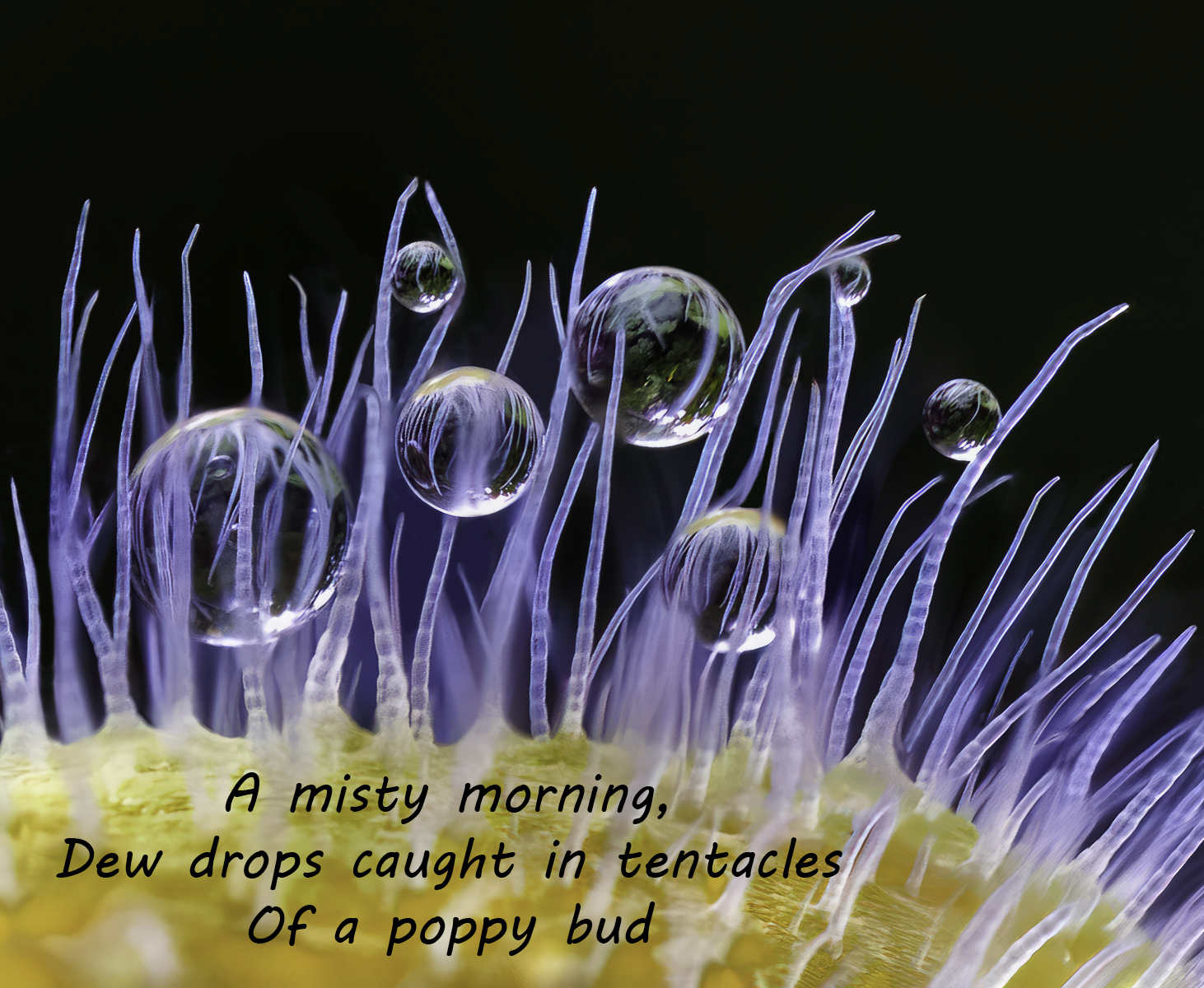 David Terao ~ Dew Drops in a Poppy