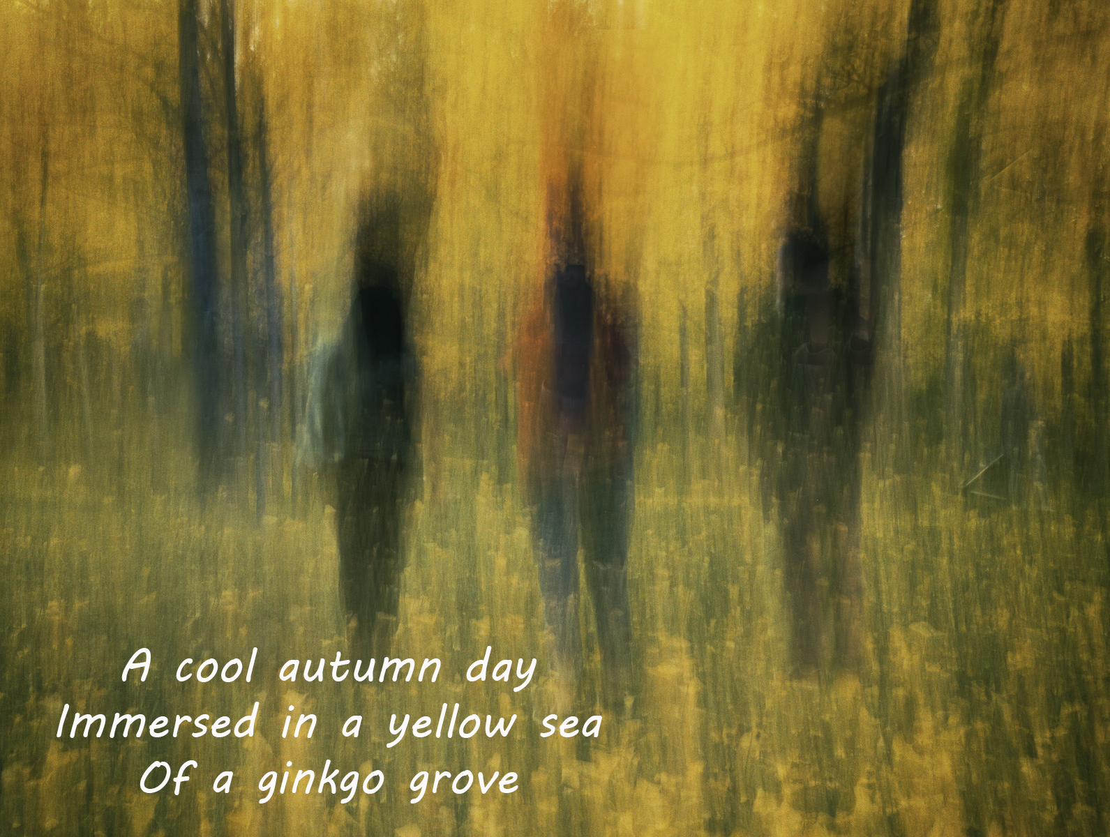 David Terao ~ Ginkgo Grove