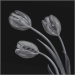 Advanced~Jim Turner~Tulips on Black